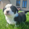 Welsh Corgi, Cardigan Puppies