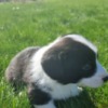 Welsh Corgi, Cardigan Puppies