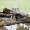 Otters North American River Otters