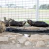 Otters North American River Otters