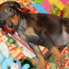 Doberman Pinscher DOBERMAN PUPPIES AND ADULTS FOR SALE...