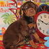 Doberman Pinscher DOBERMAN PUPPIES AND ADULTS FOR SALE...