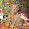 Doberman Pinscher DOBERMAN PUPPIES AND ADULTS FOR SALE...