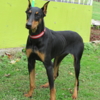 Doberman Pinscher DOBERMAN PUPPIES AND ADULTS FOR SALE...