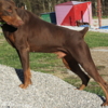 Doberman Pinscher DOBERMAN PUPPIES AND ADULTS FOR SALE...