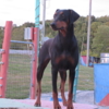 Doberman Pinscher DOBERMAN PUPPIES AND ADULTS FOR SALE...