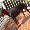 Doberman Pinscher DOBERMAN PUPPIES AND ADULTS FOR SALE...