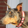 Doberman Pinscher DOBERMAN PUPPIES AND ADULTS FOR SALE...
