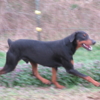 Doberman Pinscher DOBERMAN PUPPIES AND ADULTS FOR SALE...