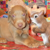 Doberman Pinscher DOBERMAN PUPPIES AND ADULTS FOR SALE...