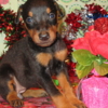 Doberman Pinscher DOBERMAN PUPPIES AND ADULTS FOR SALE...