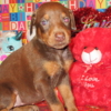 Doberman Pinscher DOBERMAN PUPPIES AND ADULTS FOR SALE...