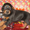 Doberman Pinscher DOBERMAN PUPPIES AND ADULTS FOR SALE...