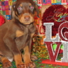 Doberman Pinscher DOBERMAN PUPPIES AND ADULTS FOR SALE...