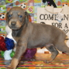 Doberman Pinscher DOBERMAN PUPPIES AND ADULTS FOR SALE...