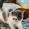Exotic Exotic Shorthaired kittens