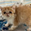Exotic Exotic Shorthaired kittens