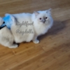 Ragdoll Lightfoot Ragdolls