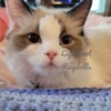 Ragdoll Lightfoot Ragdolls