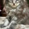 Maine Coon Mine coon with pedigree,  of cattary , European origin