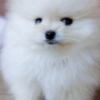 Pomeranian Cute Male and Female Pomeranian Puppies
