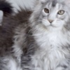 Maine Coon Maine coon kittens for sale