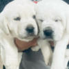 Labrador Retriever AKC ENGLISH WHITE LABRADOR PUPPIES