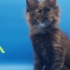 Maine Coon Purebred European Maine Coon Kittens,Polydactyl &Regular 12 weeks,TICA