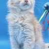Maine Coon Purebred European Maine Coon Kittens,Polydactyl &Regular 12 weeks,TICA