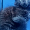 Maine Coon Purebred European Maine Coon Kittens,Polydactyl &Regular 12 weeks,TICA