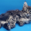 Maine Coon Purebred European Maine Coon Kittens,Polydactyl &Regular 12 weeks,TICA