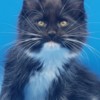 Maine Coon Purebred European Maine Coon Kittens,Polydactyl &Regular 12 weeks,TICA