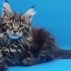 Maine Coon Purebred European Maine Coon Kittens,Polydactyl &Regular 12 weeks,TICA