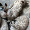 Bengal Bengal Kittens Tica Registered
