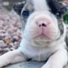 Boston Terrier 🦮🦮Boston Terrier🐕‍🦺🐕‍🦺 🍭🍭Male and Female Boston Te