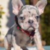 French Bulldog French bulldog puppy for sale