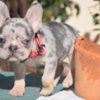 French Bulldog French bulldog puppy for sale
