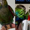 Conure Variety of Birds for sale!