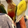 Conure Variety of Birds for sale!