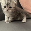 Scottish Fold Scottish Fold kittens-шотландские котята