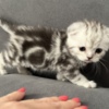 Scottish Fold Scottish Fold kittens-шотландские котята