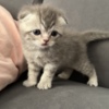 Scottish Fold Scottish Fold kittens-шотландские котята