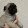 Pug Pug Puppies For Sale