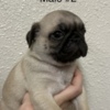 Pug Pug Puppies For Sale