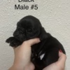Pug Pug Puppies For Sale