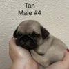 Pug Pug Puppies For Sale