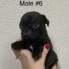 Pug Pug Puppies For Sale