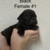 Pug Pug Puppies For Sale
