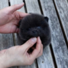 Pomeranian Pure black teacup Pomeranian puppy