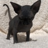 Sphynx Gorgeous solid black Sphynx girl